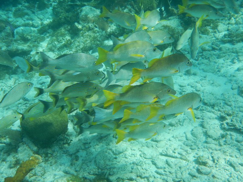 Belize Barrier Reef 
