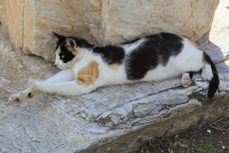 Cat at the Roman Agora