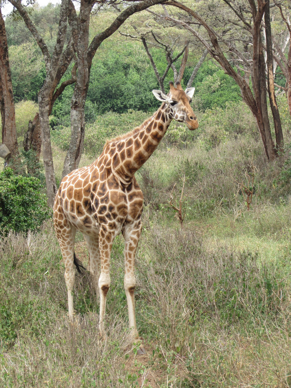 Giraffe breeding centre 