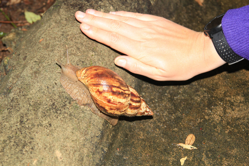 Very big snail