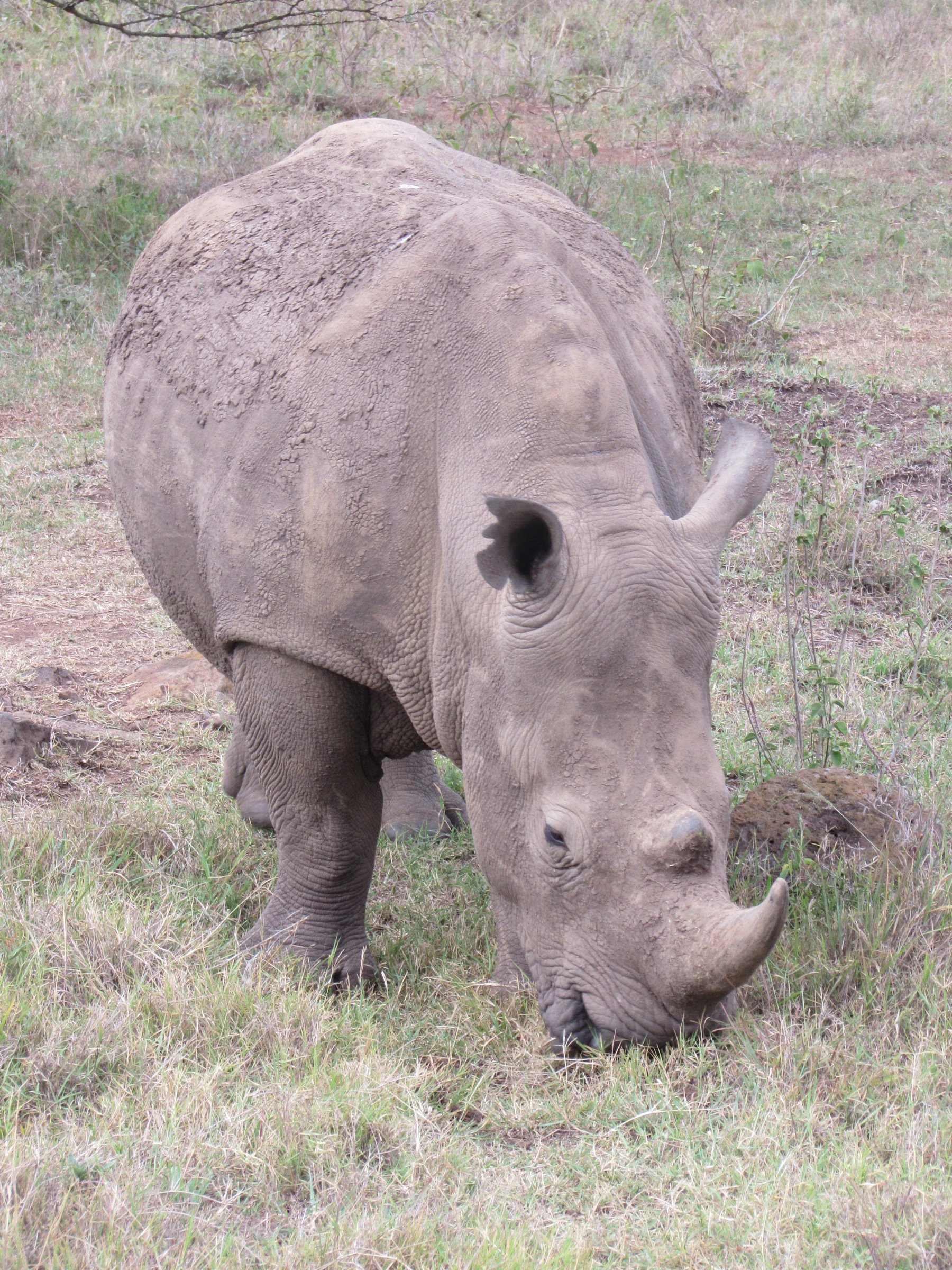 Rhino | Photo