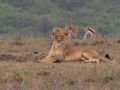 Female lion + prey