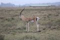 Gazelle or antelope?
