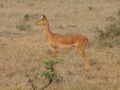 Antelope or gazelle?