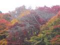 Mt Hie Leaves 