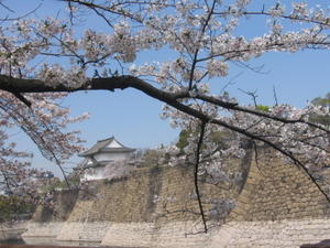 Osaka Castle & Blossoms