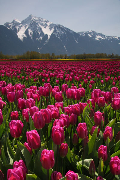More mountains & tulips