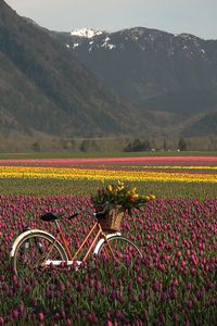 summer tulips
