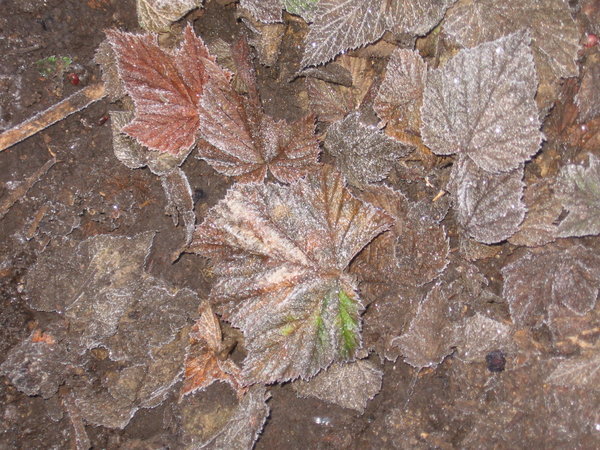 and the frozen leaves...
