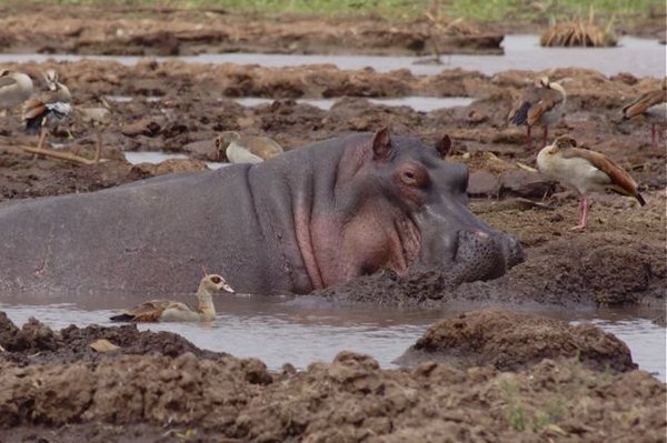 hippo in mud