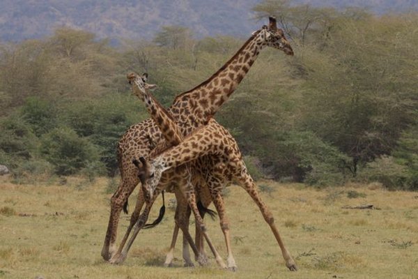 giraffe tangle