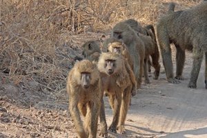 troop of baboons