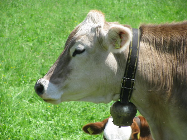 cow with bell!