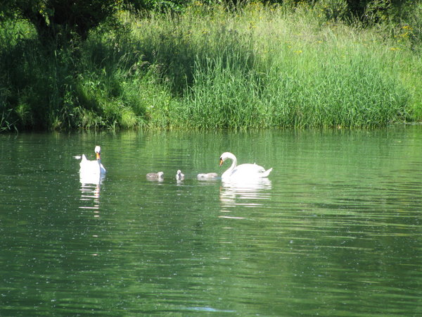 Swans with babies