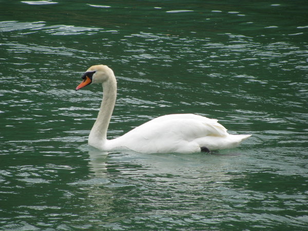 swimming with the swans