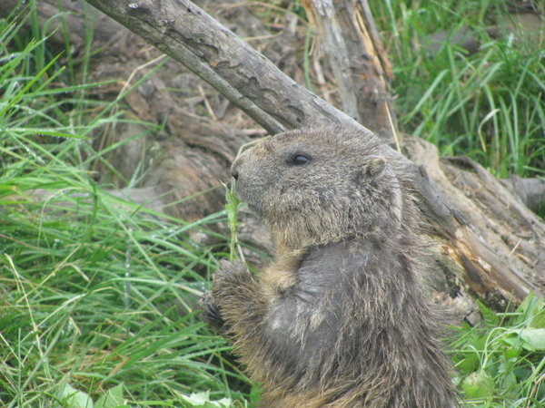 a marmot!