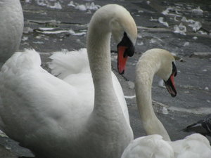 more swans!