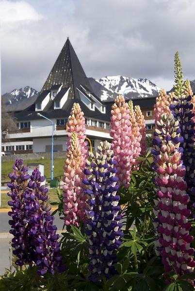 Flowers in Ushuaia