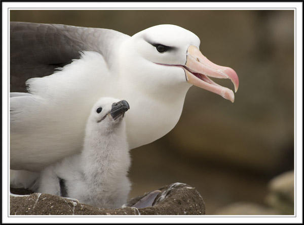 Black browed Albatross and chick