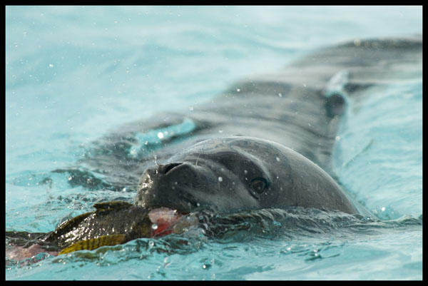 Leopard seal with meal