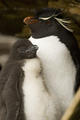 Rockhopper and chick