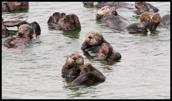 Sea Otters Chilling out - Elkhorn Slough