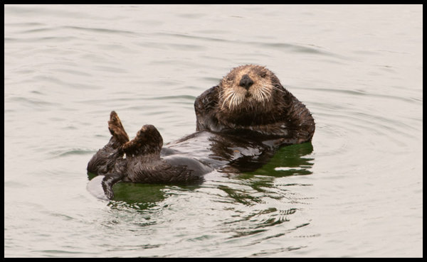 Sea Otter kicking back - Elkhorn Slough