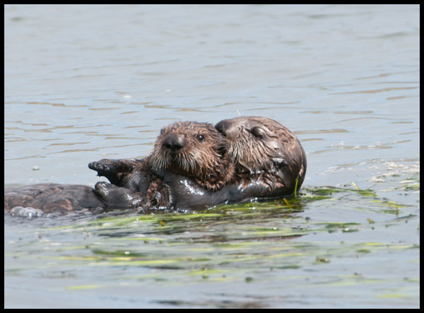Sea Otter Mum with youngster