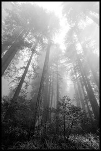 Redwoods in the mist