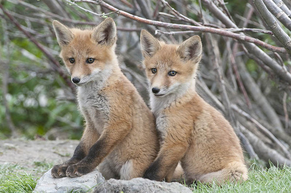 Fox kittens