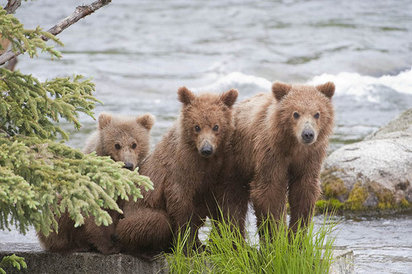 Three little bears - Katmai NP