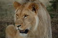 More Lion Pictures