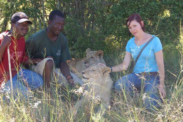 Petting lions
