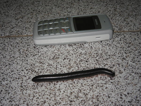 This is Milli our pet millipede