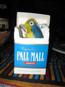 Sushi lived in a Pall Mall box.....cozy!