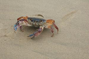 Ah.....A Crab!