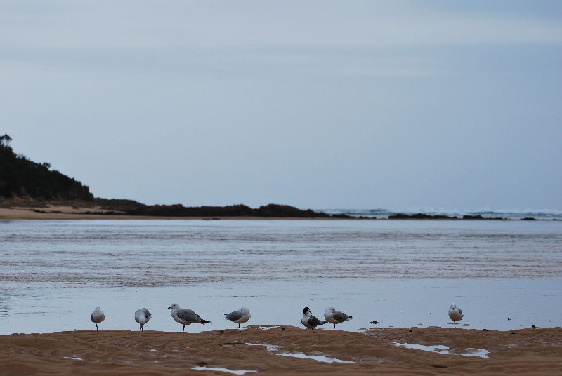 Gulls at Bithry Inlet