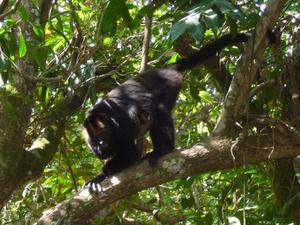 Black Howler Monkey