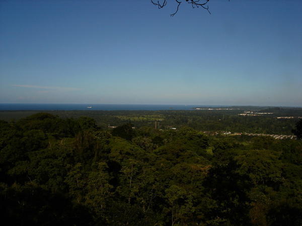 A View of the Caribbean Sea from the Rainforest Canopy