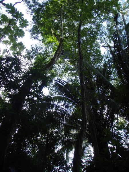 The Rainforest Hike