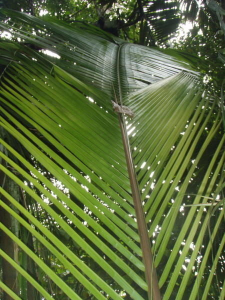 A Rainforest Palm Tree