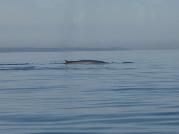 A Pair of Whales