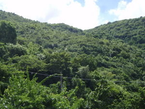 The Rainforest Hills