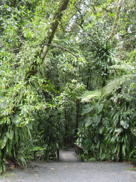 Entering The Rainforest