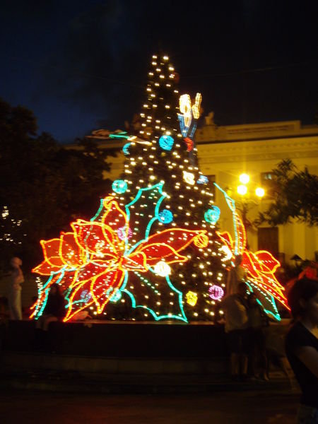 A Christmas Tree in the Tropics