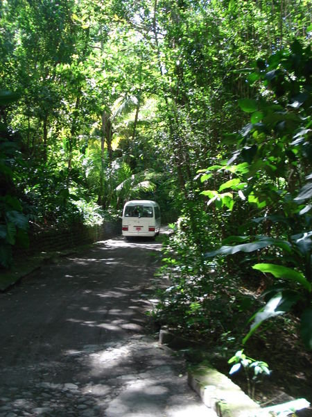 Enterting the Rainforest
