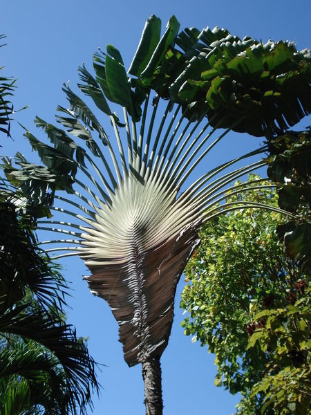 Water Palm