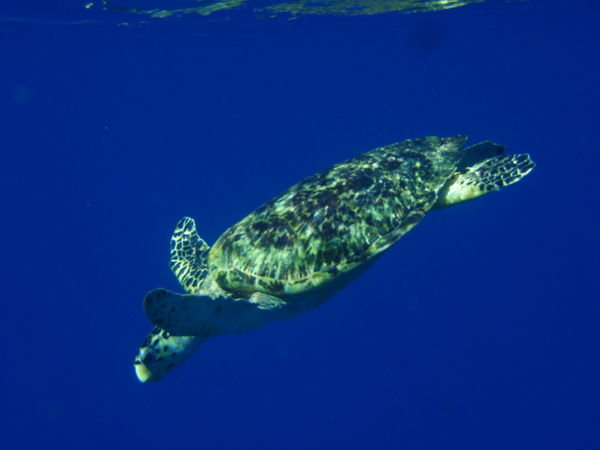 My Friend The Sea Turtle