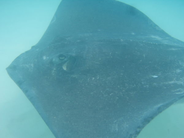 Another Stingray