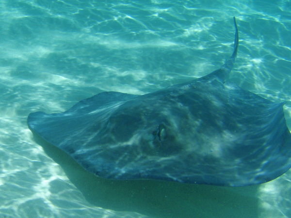 And Another Stingray